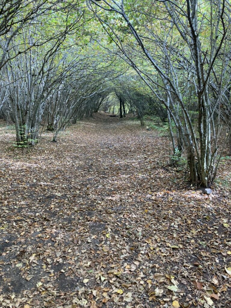 Voûte_de_noisettiers